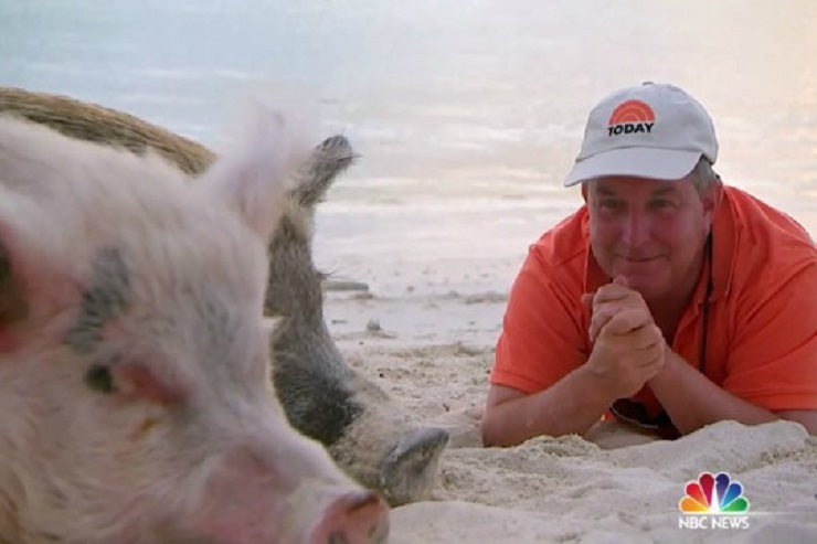 Check out the swimming pigs on The Today Show!